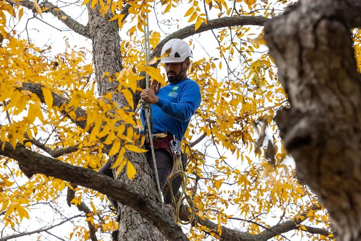 Skilled Tree Planing crew working in Lenox
